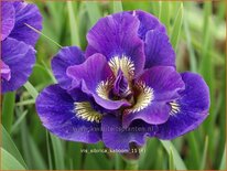 Iris sibirica &#39;Kaboom&#39;