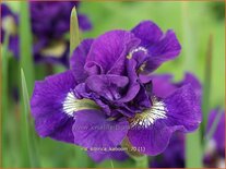 Iris sibirica &#39;Kaboom&#39;