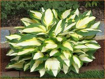 Hosta &#39;Color Festival&#39;