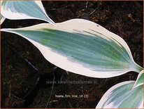 Hosta &#39;Firn Line&#39;