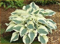 Hosta &#39;Firn Line&#39;