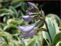 Hosta &#39;Firn Line&#39;