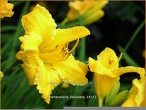 Hemerocallis &#39;Bakabana&#39;