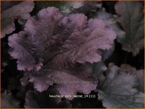 Heuchera &#39;Dark Secret&#39;