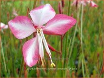 Gaura lindheimeri &#39;Summer Emotions&#39;