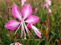 Gaura lindheimeri &#39;Summer Emotions&#39;