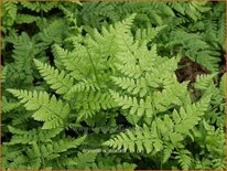 Dryopteris dilatata