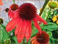 Echinacea purpurea &#39;Cheyenne Spirit&#39;