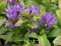 Campanula glomerata &#39;Speciosa&#39;