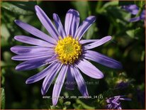 Aster amellus &#39;Dr Otto Petschek&#39;