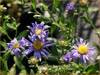 Aster amellus &#39;Dr Otto Petschek&#39;