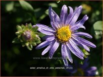 Aster amellus &#39;Dr Otto Petschek&#39;