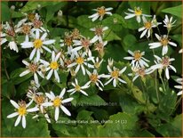 Aster divaricatus &#39;Beth Chatto&#39;