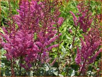 Astilbe chinensis &#39;Maggie Daley&#39;