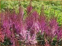 Astilbe chinensis &#39;Maggie Daley&#39;