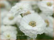 Achillea ptarmica &#39;The Pearl&#39;