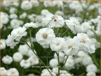 Achillea ptarmica &#39;The Pearl&#39;