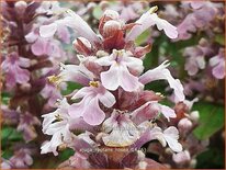 Ajuga reptans &#39;Rosea&#39;