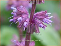 Salvia verticillata &#39;Endless Love&#39;