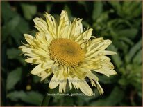 Leucanthemum &#39;Goldfinch&#39;