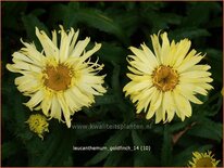 Leucanthemum &#39;Goldfinch&#39;