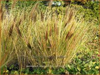 Pennisetum alopecuroides &#39;Red Head&#39;