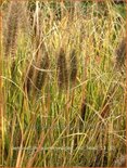 Pennisetum alopecuroides &#39;Red Head&#39;