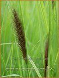 Pennisetum alopecuroides &#39;Red Head&#39;