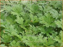 Geranium himalayense &#39;Baby Blue&#39;