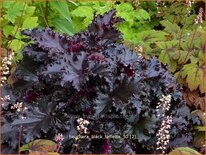 Heuchera &#39;Black Taffetta&#39;