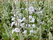 Veronica gentianoides &#39;Variegata&#39;