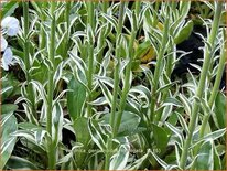 Veronica gentianoides &#39;Variegata&#39;