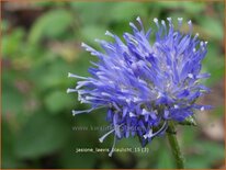 Jasione laevis &#39;Blaulicht&#39;