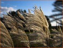 Miscanthus sinensis