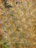 Miscanthus sinensis