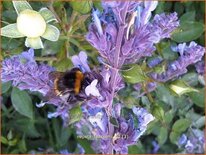 Nepeta faassenii