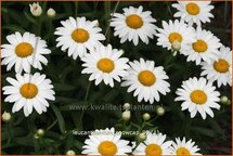 Leucanthemum &#39;Snowcap&#39;