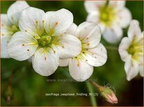 Saxifraga cespitosa &#39;Findling&#39;