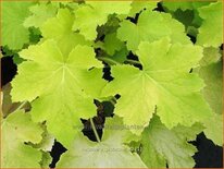 Heuchera &#39;Pistache&#39;