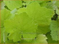 Heuchera &#39;Pistache&#39;