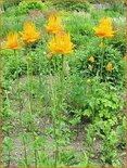 Trollius chinensis &#39;Golden Queen&#39;