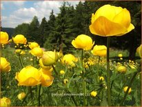 Trollius europaeus