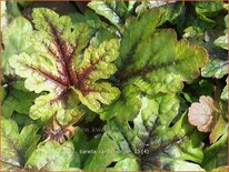 Tiarella &#39;Candy Striper&#39;