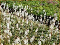 Tiarella &#39;Candy Striper&#39;