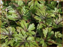 Tiarella &#39;Candy Striper&#39;