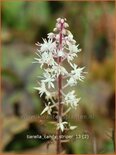 Tiarella &#39;Candy Striper&#39;