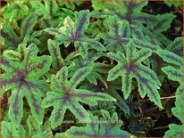 Tiarella &#39;Cascade Creeper&#39;