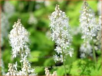 Tiarella cordifolia &#39;Moorblut&#39;