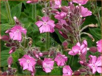 Silene &#39;Rollies Favorite&#39;