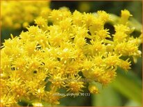 Solidago &#39;Goldkind&#39;